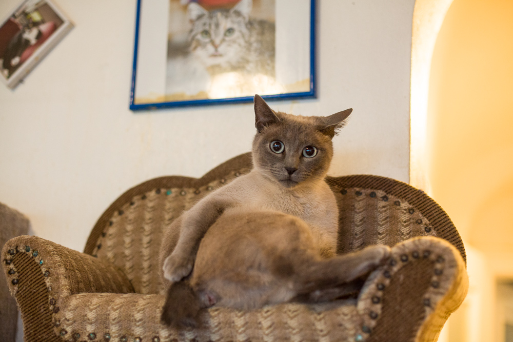 Minou sitzt auf einem Katzensofa. Im Hintergrund hängen Bilder von Katzen an der Wand.