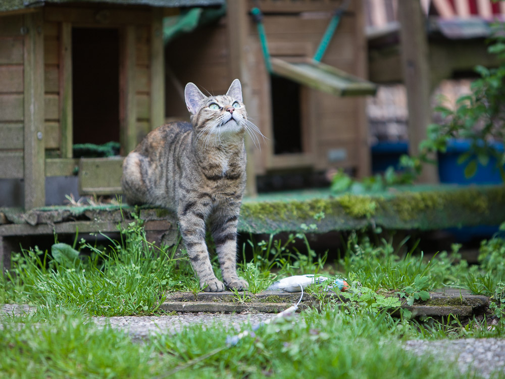 Sunny steht vor einer kleinen Katzenhütte und blickt nach oben.