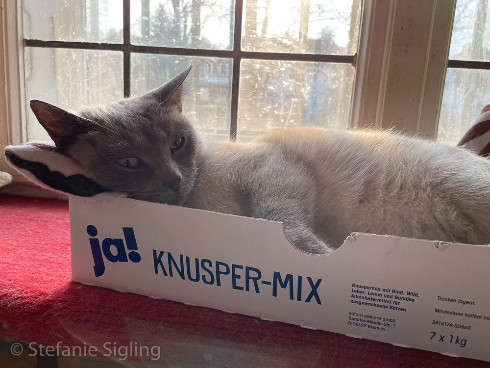Minou liegt in einem Karton, auf dem "Ja! Knusper-Mix" steht.