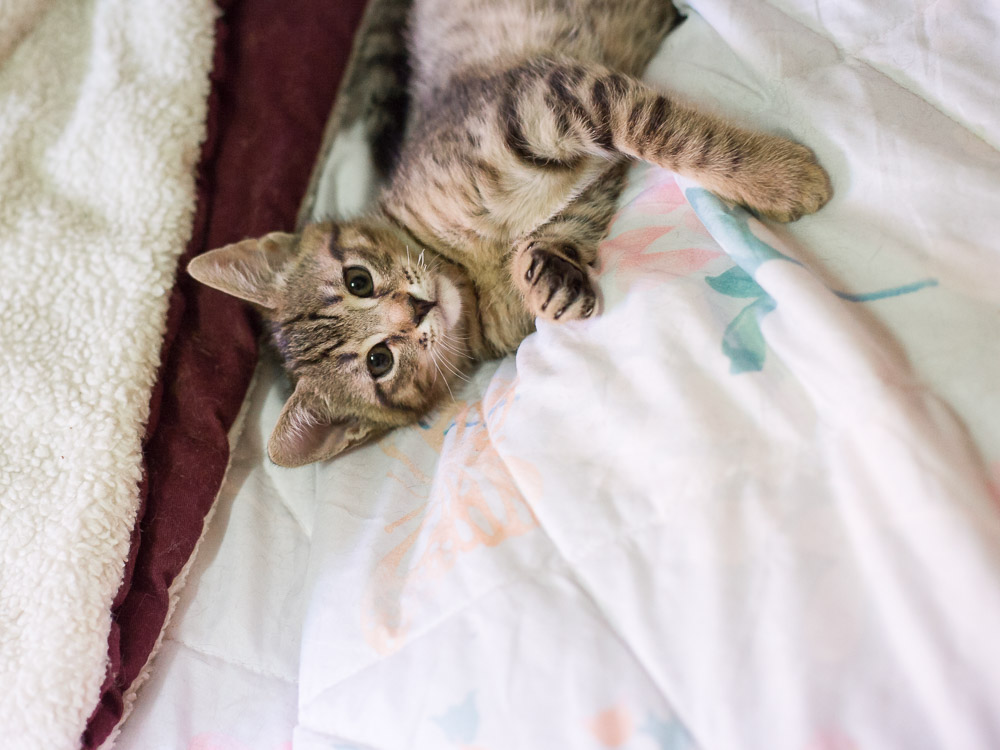 Ein Katzenbaby liegt auf dem Rücken auf einer Decke