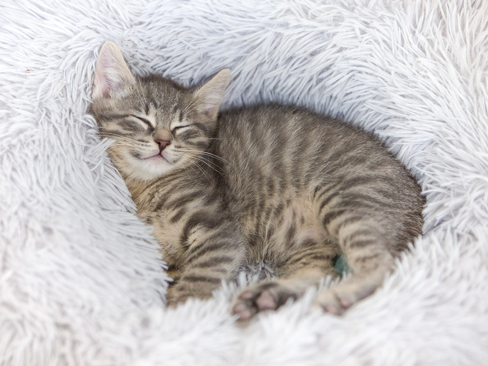Ein Katzenbaby liegt auf einer Decke und schläft. Es sieht friedlich aus.