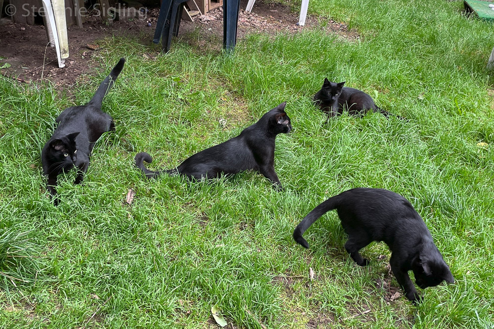 vier schwarze Katzen liegen oder stehen in der Wiese