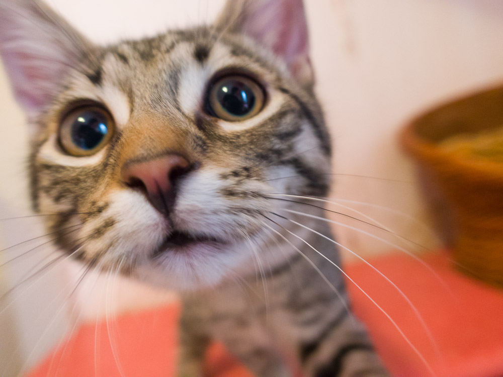 ein kleine, getigerte Katze schaut neugierig in die Kamera