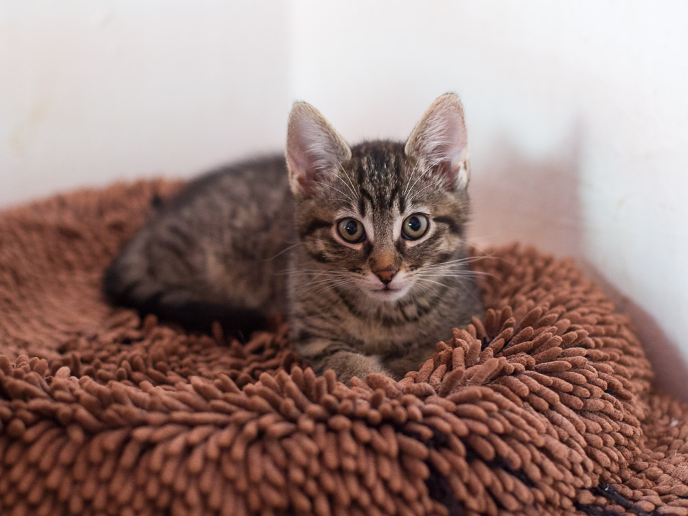 eine kleine getigerte Katze liegt auf einer braunen Decke und schaut neugierig