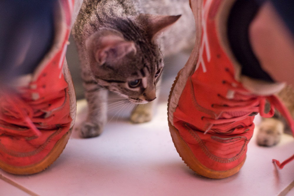 eine kleine getigerte Katze hat sich hinter der Fotografin platziert und schaut neugierig durch die Füße