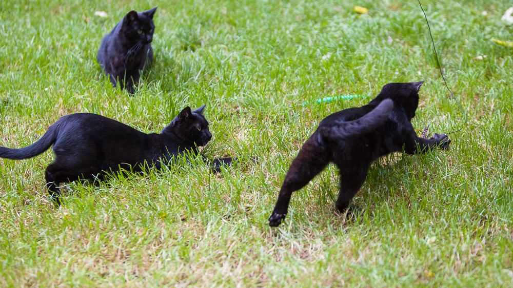 Drei schwarze Katzen liegen auf der Lauer