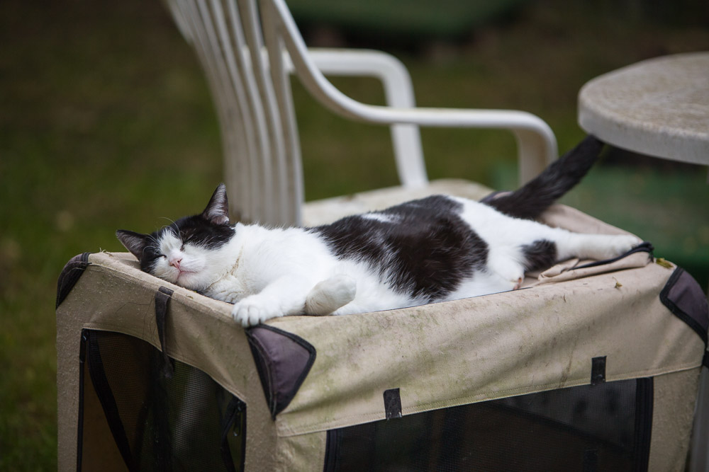 Johnny hat sich auf seinem Aussichtsposten bequem ausgestreckt und schläft.