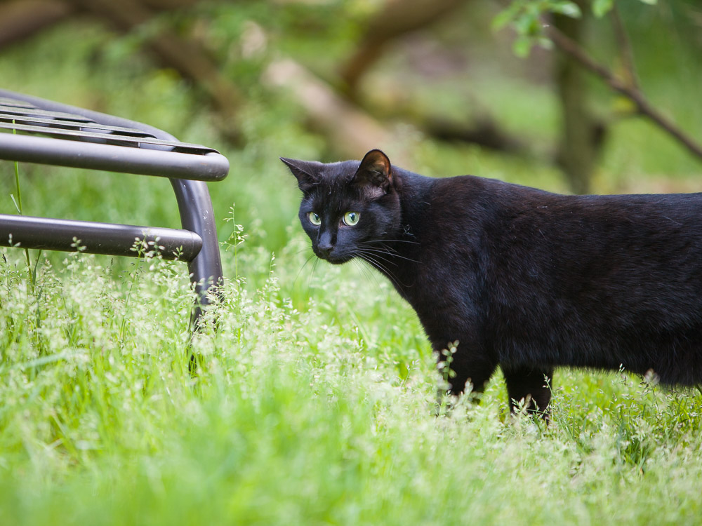 Blacky steht vor einer Liege im Garten