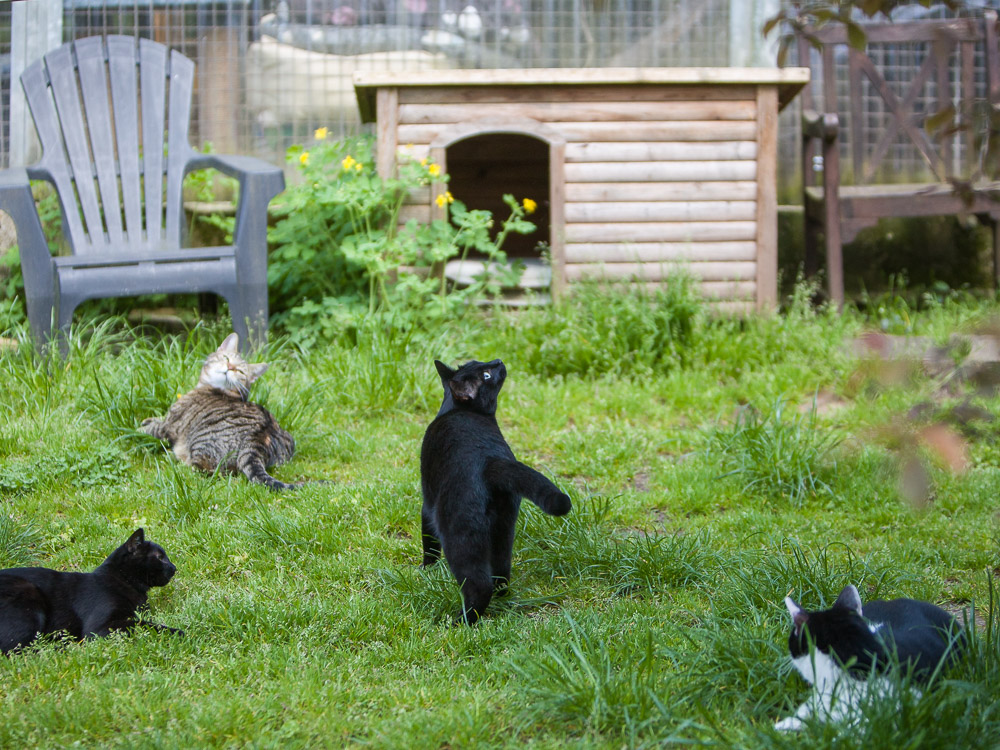 Blacky und drei andere Katzen stehen bzw. liegen im Garten und schauen ganz interessiert