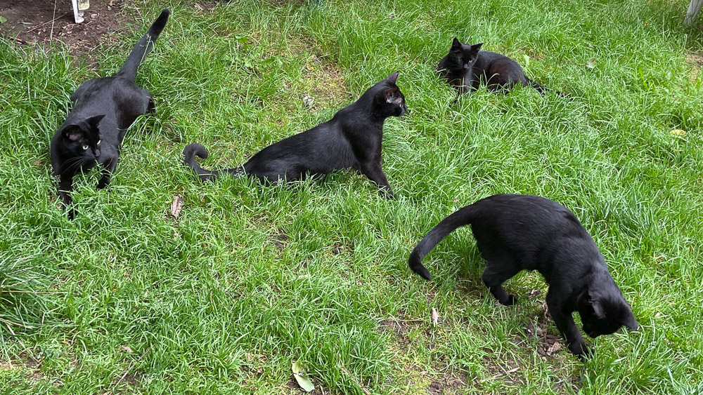 vier schwarze Katzen auf der Wiese