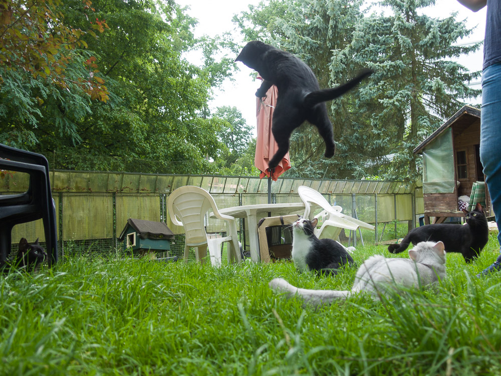 eine schwarze Katze springt hoch in die Luft und wird dabei von vier anderen Katzen beobachtet