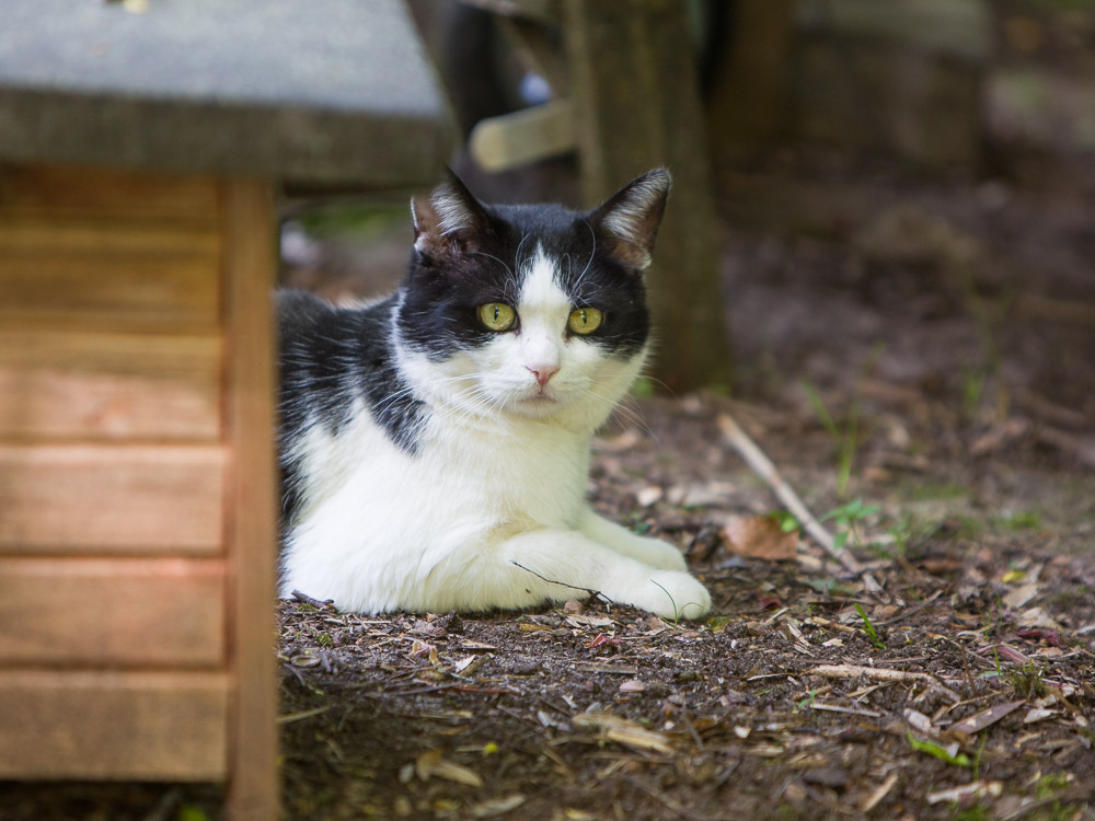Johnny liegt hinter einer Katzenhütte und beobachtet das Geschehen im Garten.