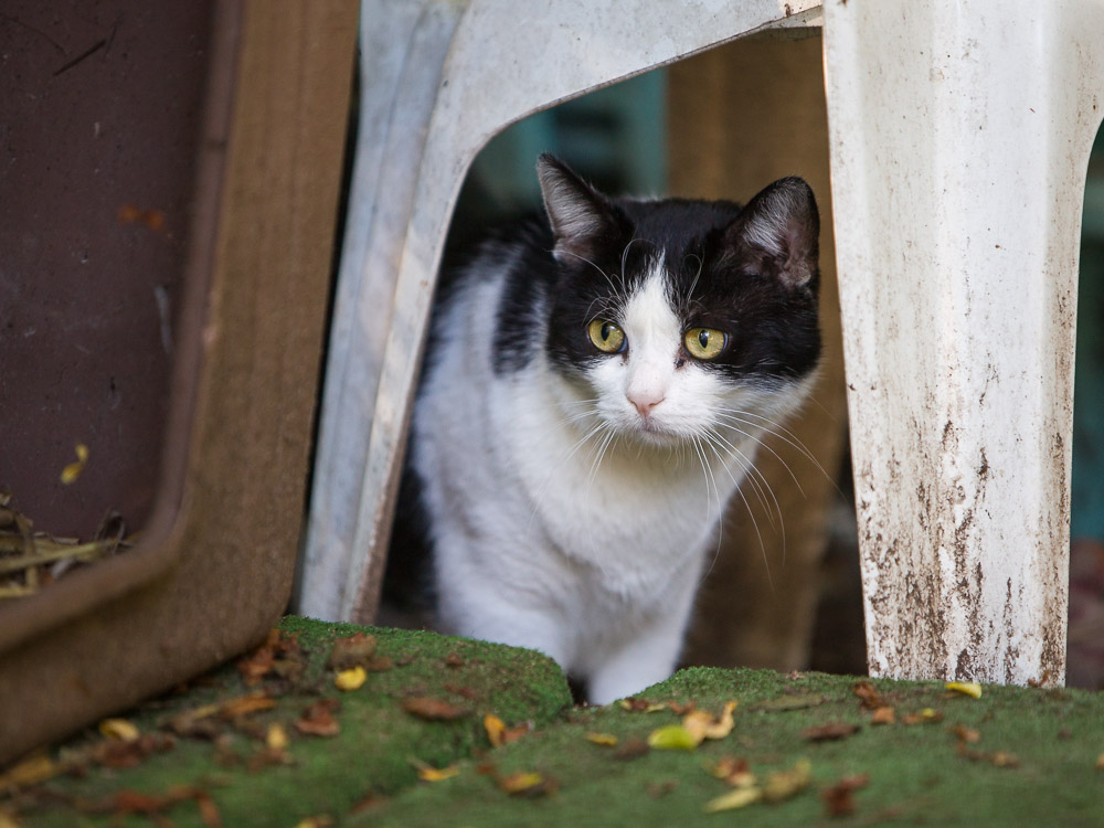 Johnny hat sich hinter einem Gartenstuhl versteckt und beobachtet die anderen Katzen