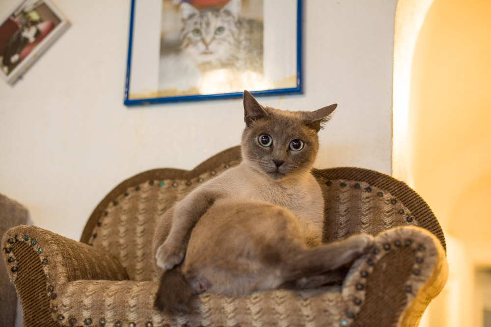 Minou sitzt auf einem Katzensofa. Im Hintergrund hängen Katzenbilder an der Wand.