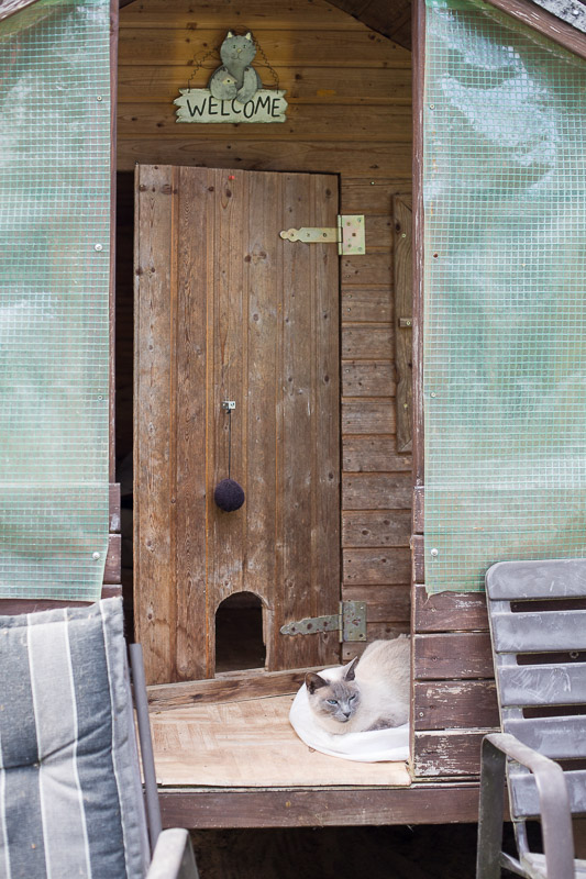 Minou liegt vor dem Eingang des Holzhauses "Katzenvilla" im Garten