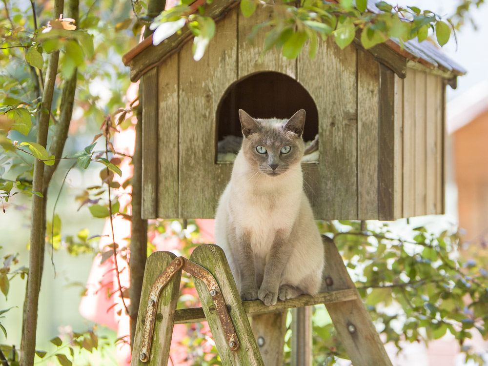 Minou sitzt auf einer Leiter vor einem Katzenhäuschen und beobachtet die Umgebung