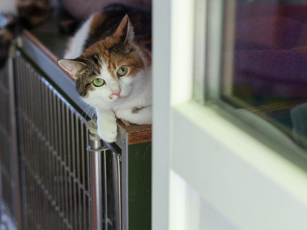 Sophia liegt auf dem Katzenkäfig und schaut in Richtung des geöffneten Fensters zum Außenbereich.