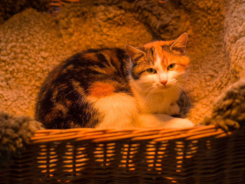 Sophia liegt in einem Katzenkorb unter einer Wärmelampe.