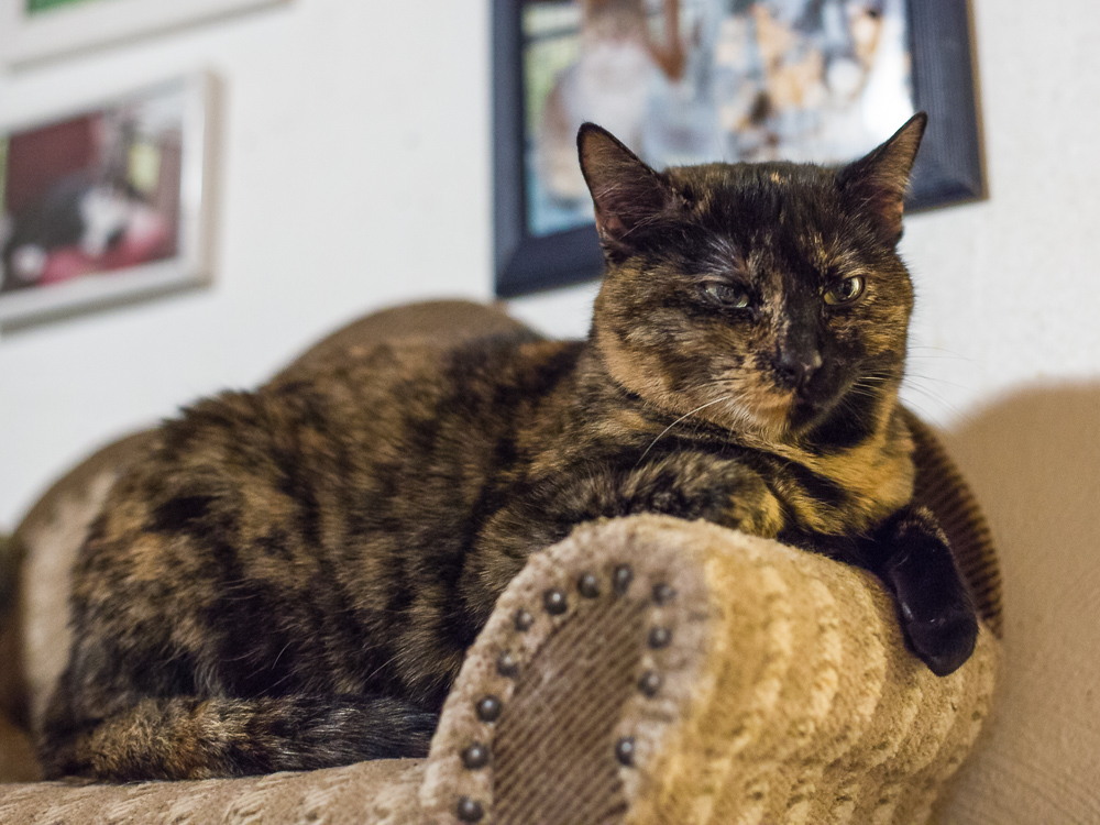 Die Schildpatt-Katze Larima liegt auf einem Sofa, das farblich perfekt zu ihrer Fellfarbe passt.