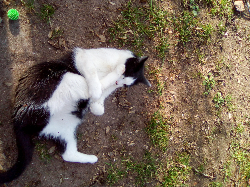 Mimi liegt im Garten und hält mit ihren beiden Vorderpfoten die rechte Hinterpfote an den Kopf.