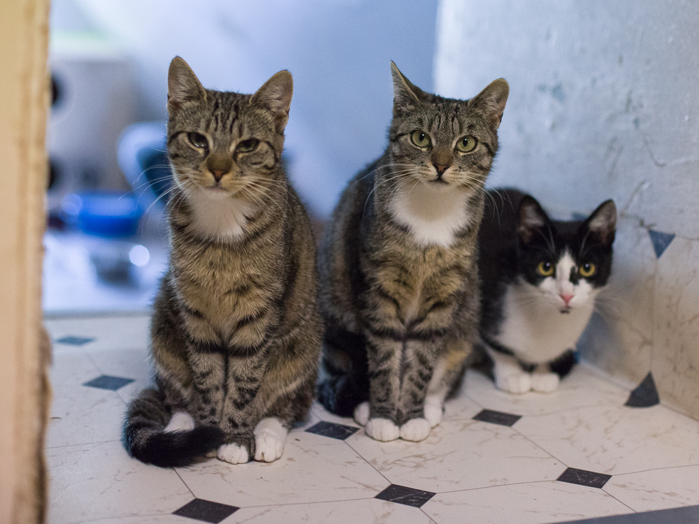 Elli, Emmi und Enja sitzen in der Tür zum Spitzboden und schauen neugierig, wer kommt.