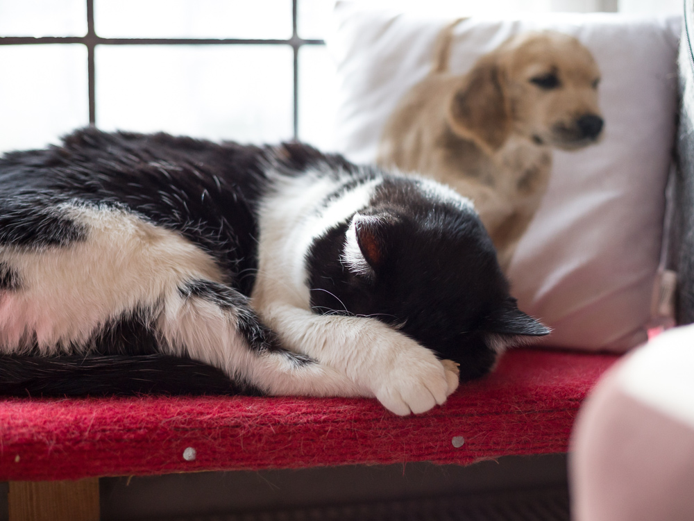 Johnny liegt auf der Fensterbank im Büro, sein Gesicht hinter den Vorderpfoten verborgen. Im Hintergrund steht ein Kissen, auf dem ein Hund abgebildet ist.