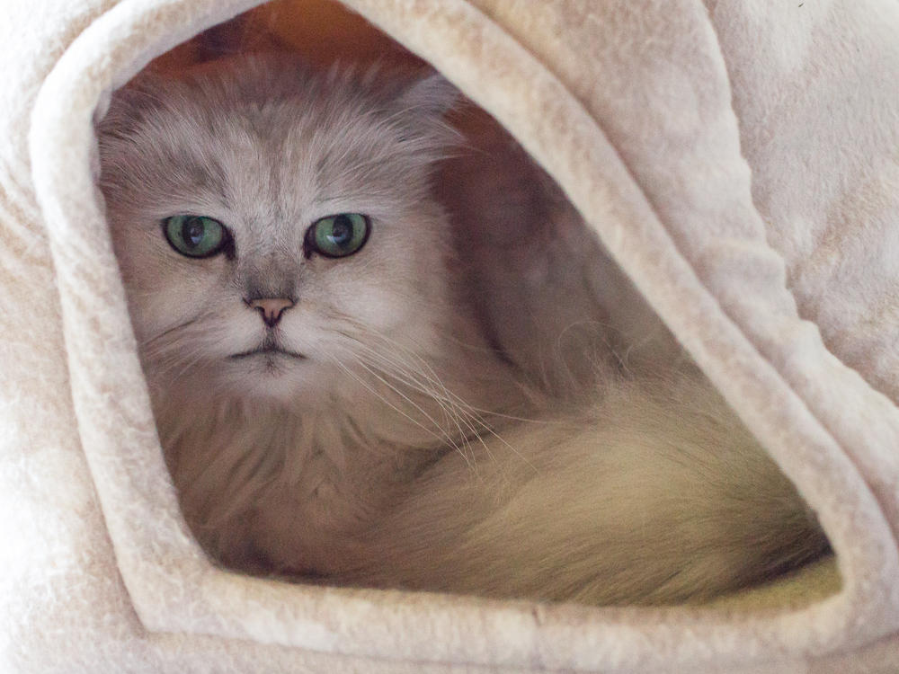 Raphael liegt in einer Katzenhöhle.