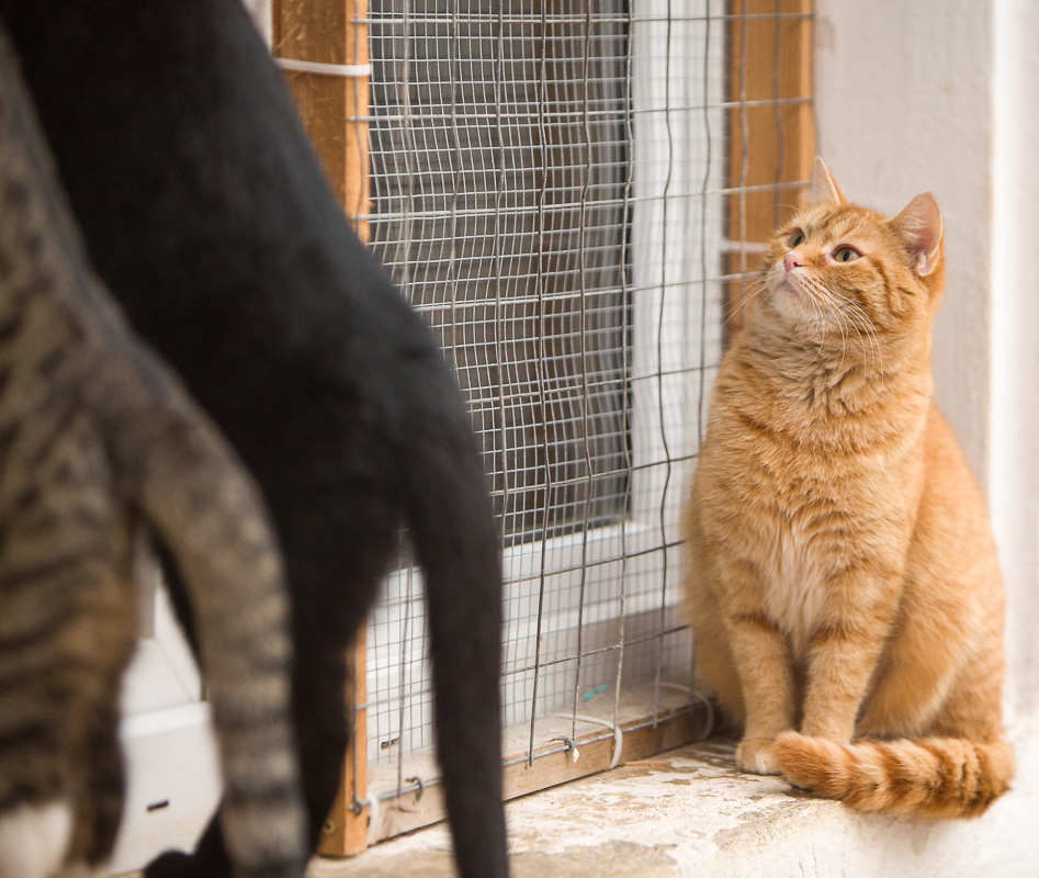 Tigerle und Blacky stehen halb im Fenster und warten auf etwas zu fressen. Sally sitzt daneben und schaut interessiert bis neidisch zu.