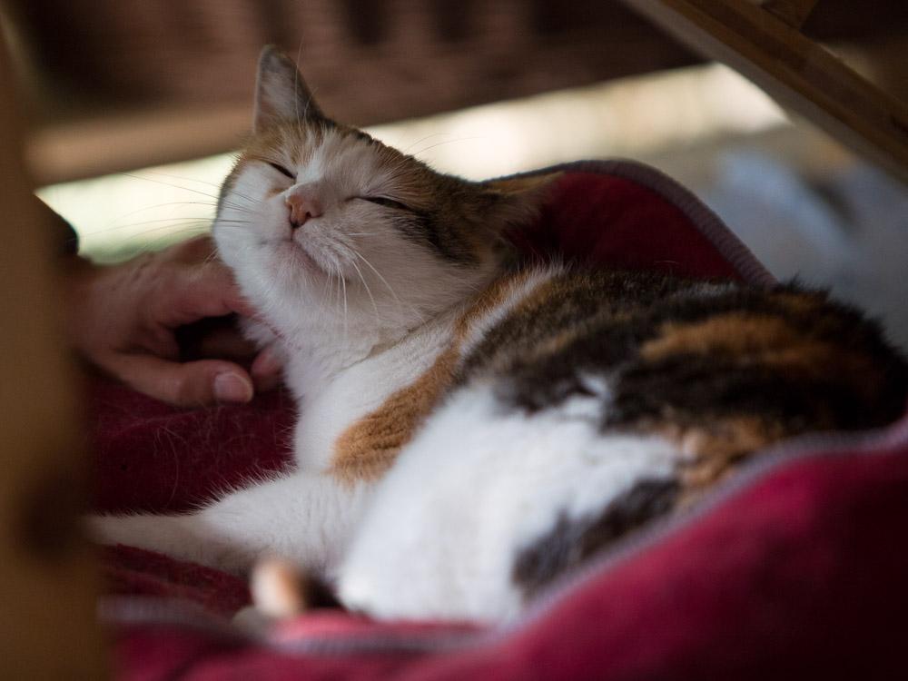 Molly lässt sich kraulen und ihr gefällt es sichtlich