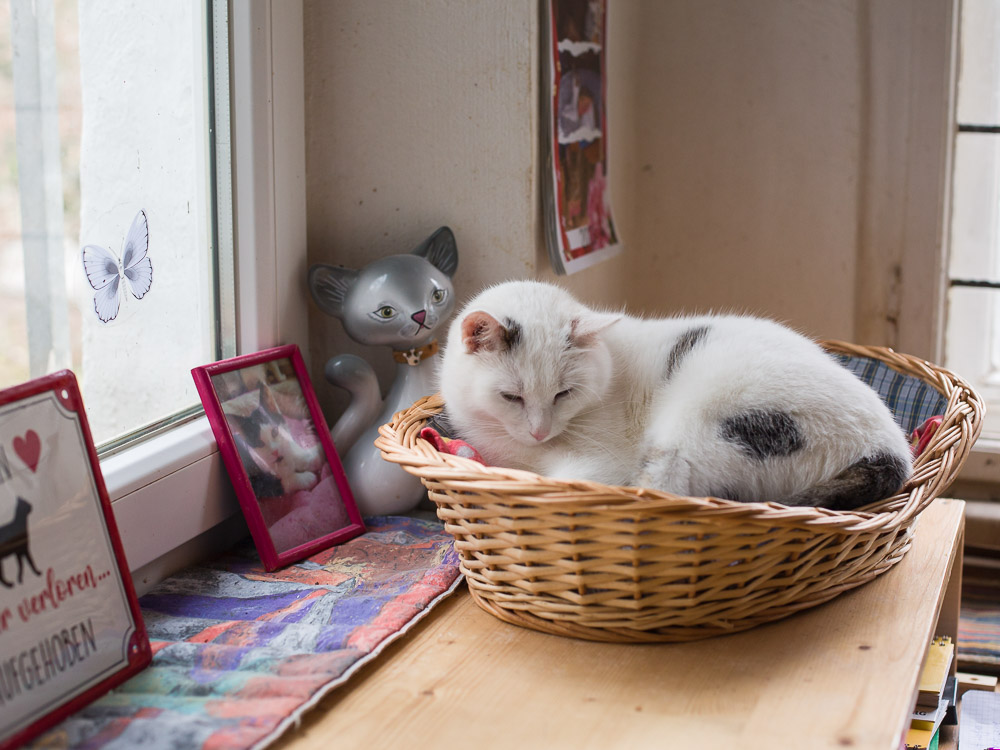 Maxi liegt in einem Katzenkorb auf dem Schreibtisch und schläft