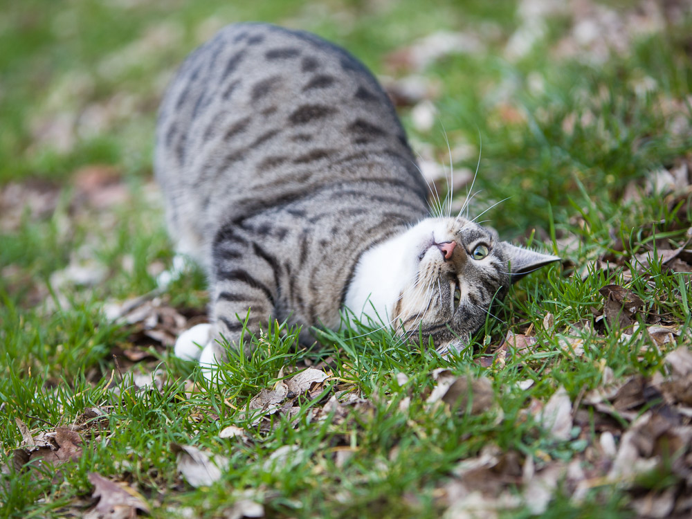 Tigerle wälzt sich im Garten