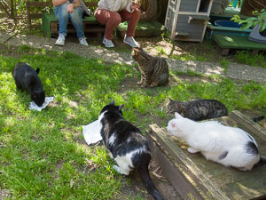 sieben Naschkatzen versüßen sich den Nachmittag