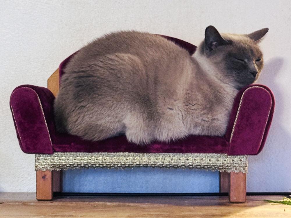 Minou liegt auf einem Sofa, das kaum größer ist als sie selbst