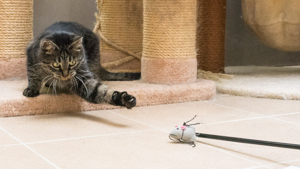 Nala fängt eine Spielzeugmaus