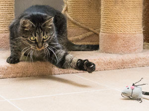Nala fängt eine Spielzeugmaus