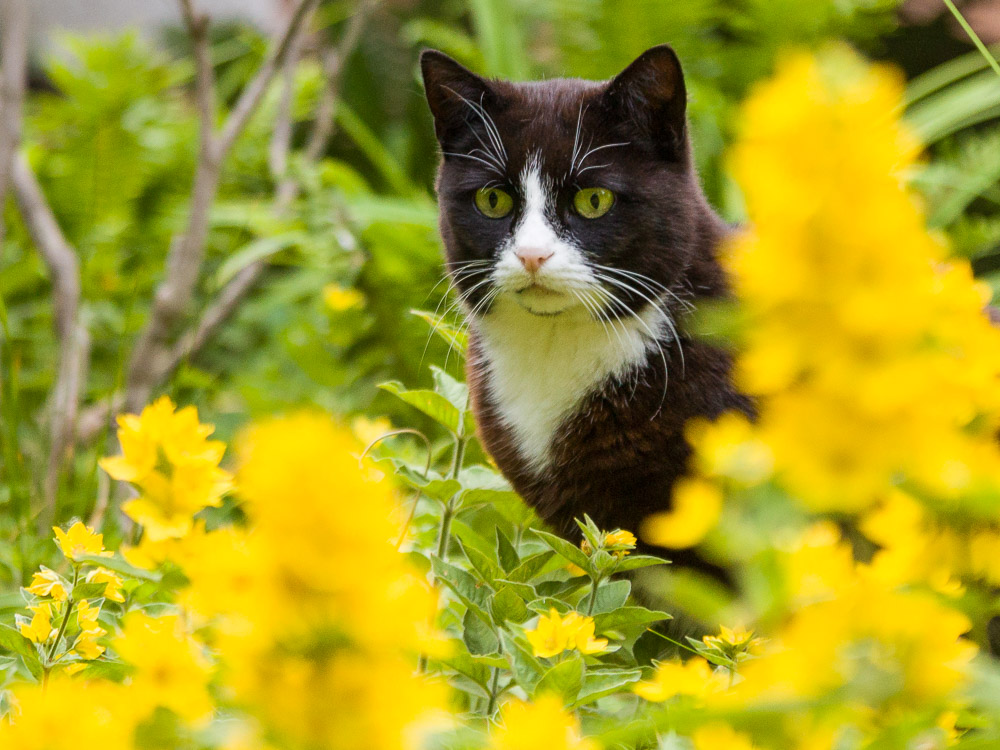 Snoopy im Garten seines neuen Zuhauses, umrahmt von gelben Blüten