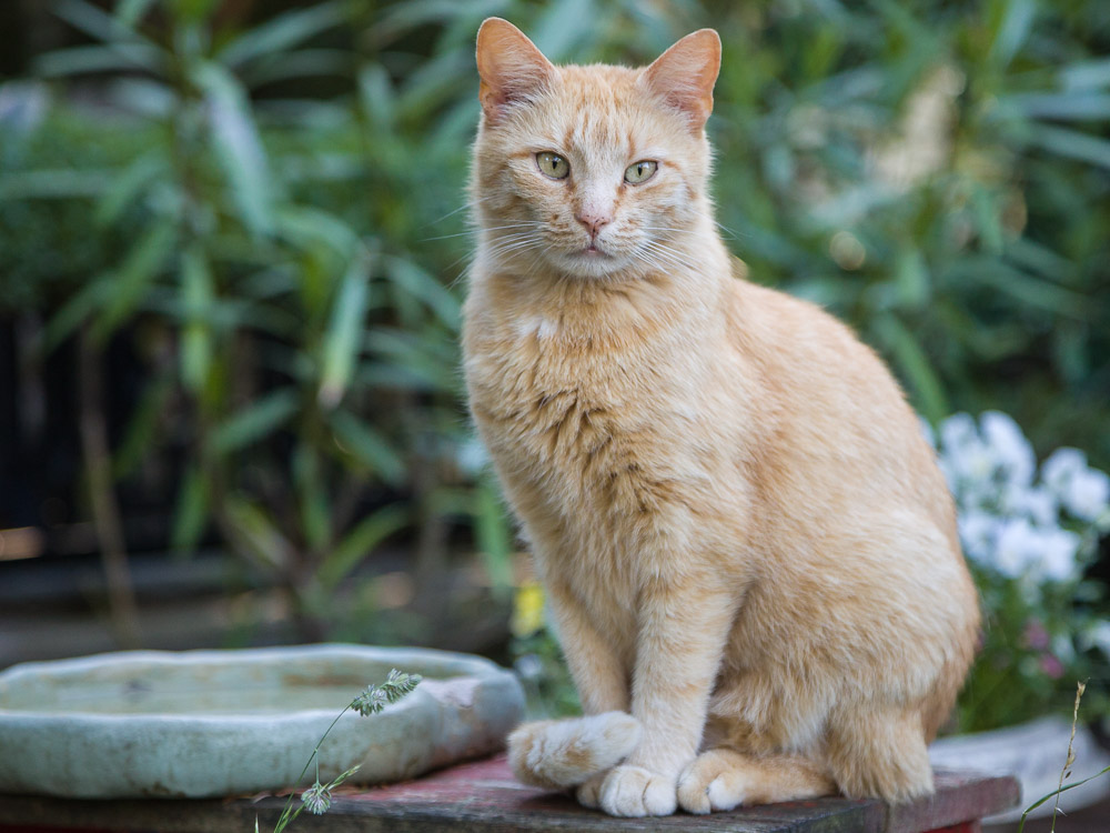 Jona - ein roter Kater - sitzt neben einer Wasserschale