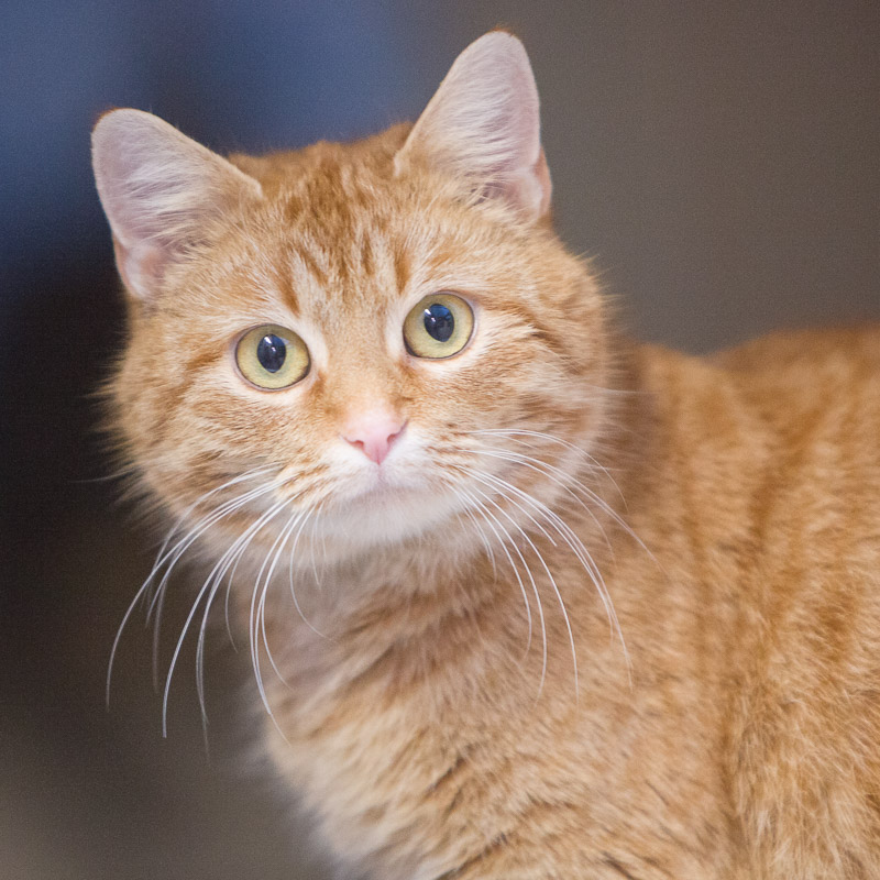 Eine rote Katze schaut mit großen Augen in die Kamera.