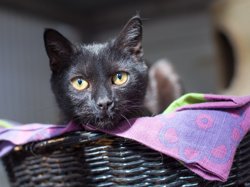 Rocco liegt im Katzenkorb