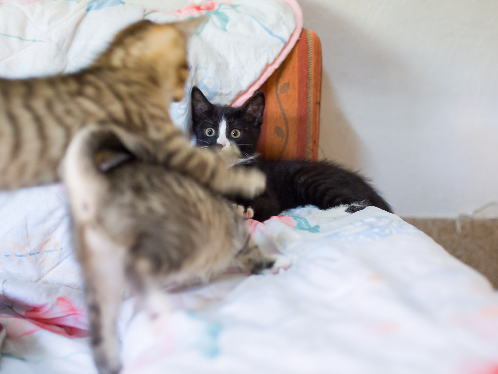 Eine Katze liegt auf dem Sofa und zwei stürmen auf sie zu.