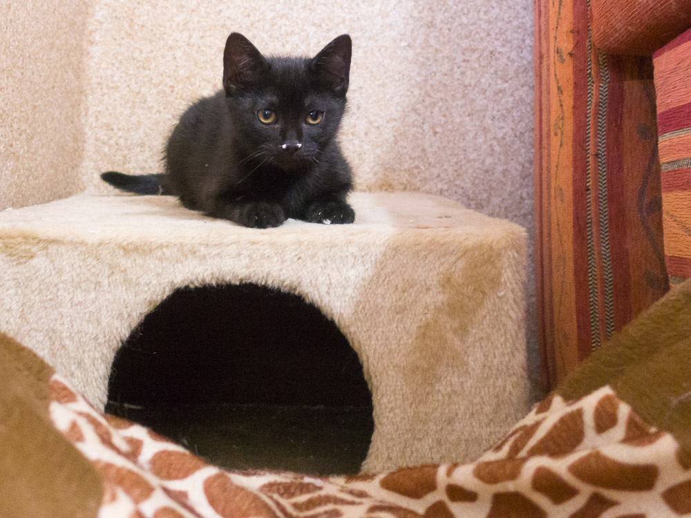 Ein schwarzes Katzenbaby hat weiße Flecken auf der Nase