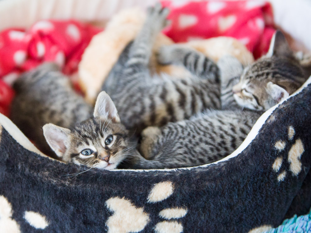 Drei Katzenbabys liegen eng aneinander gekuschelt im Korb