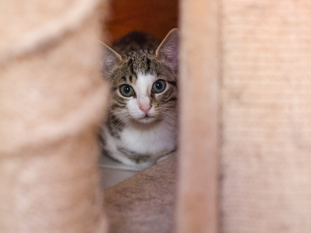 Ein Katzenbaby liegt in einem Versteck