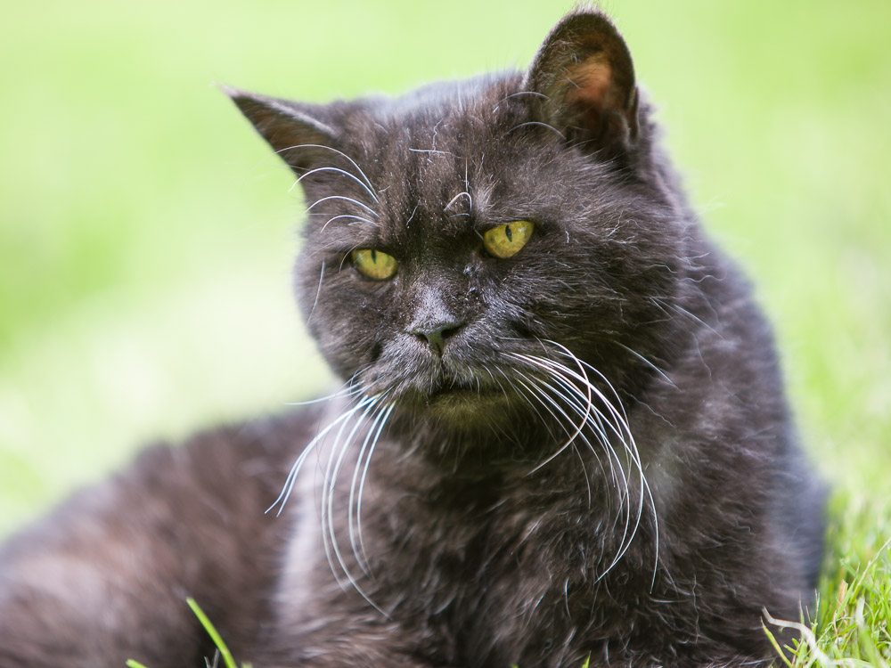 Moritz, unser ältester schwarzer Kater liegt im Garten