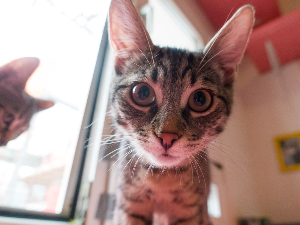 eine kleine getigerte Katze schaut ganz neugierig aus der Nähe in die Kamera