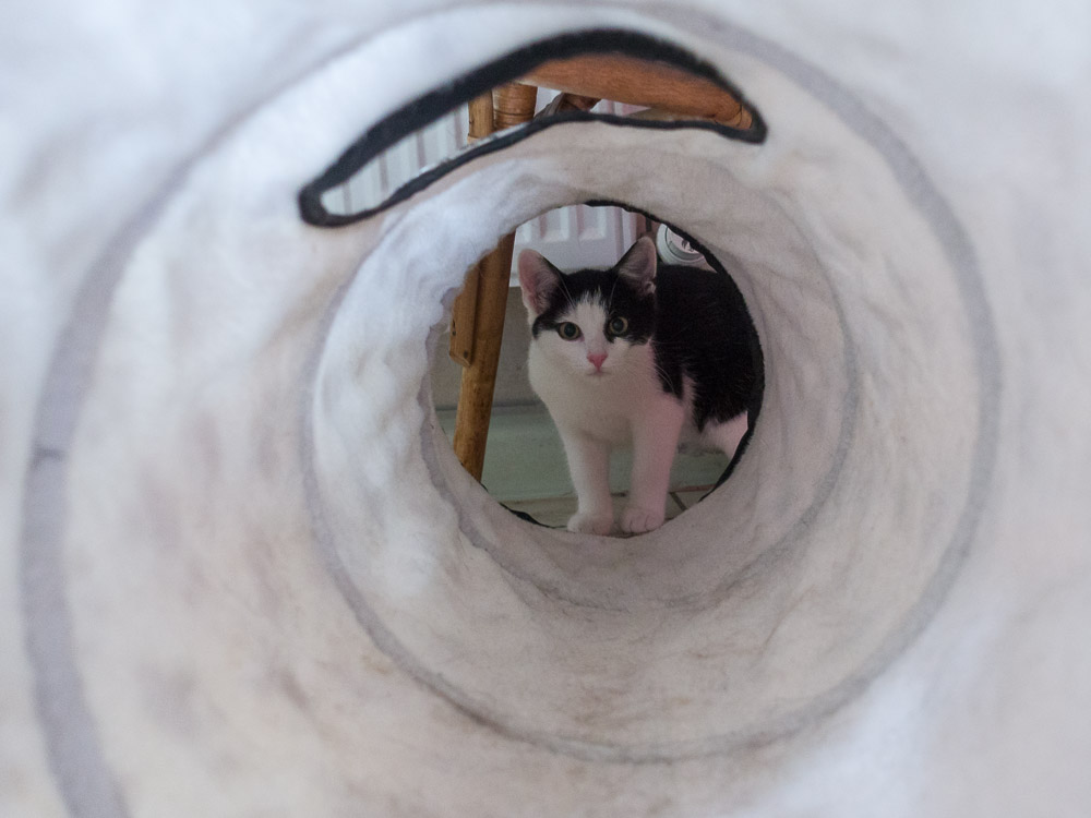 Finn schaut durch einen Katzentunnel