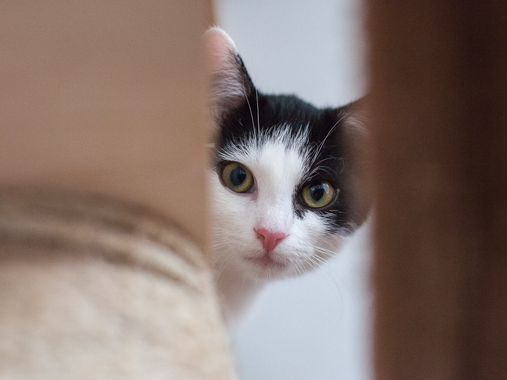 Finn beobachtet aus einem Versteck heraus