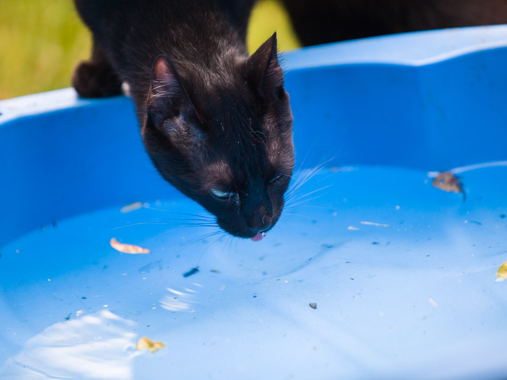 Rocco trinkt Wasser