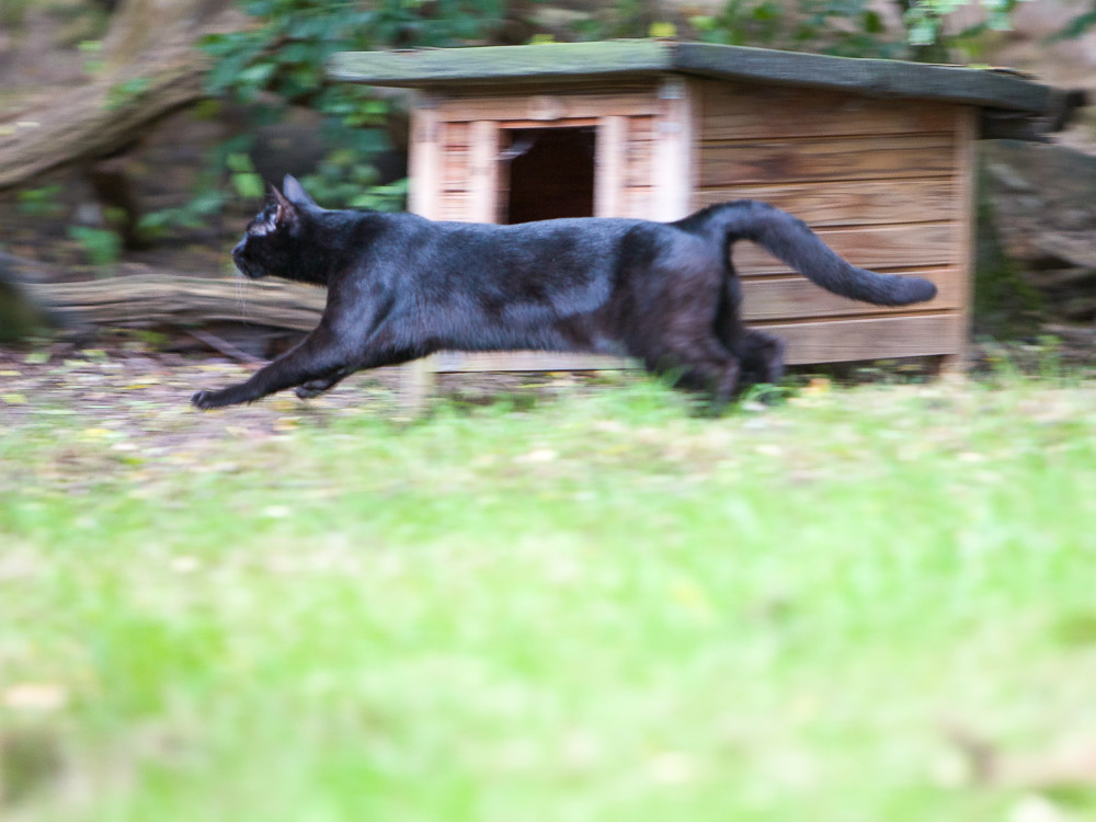 Bobby springt durch den Garten. Alle vier Pfoten sind dabei in der Luft.