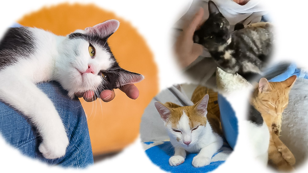 Collage der vier Schmusekatzen